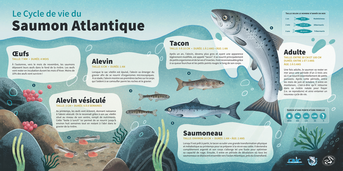 Illustration éducative du saumon atlantique par Marie-Joelle Fournier pour la Corporation du bassin de la Jacques-Cartier